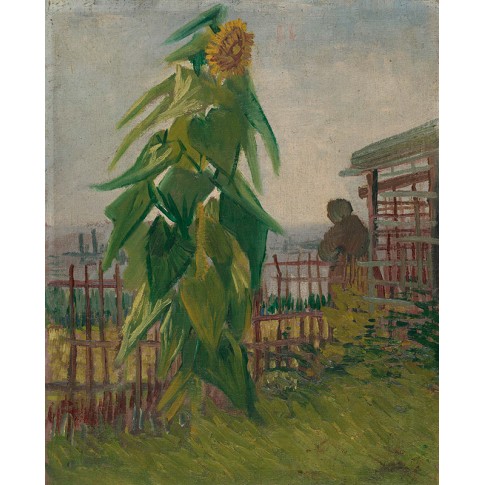 Van Gogh Giclée, Allotment with Sunflower