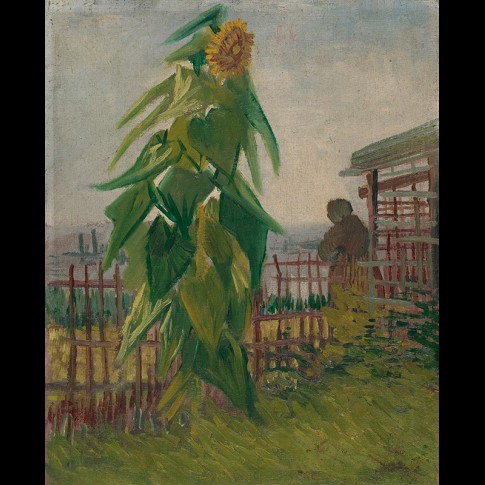 Van Gogh Giclée, Allotment with Sunflower