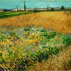 Van Gogh Giclée, Korenveld