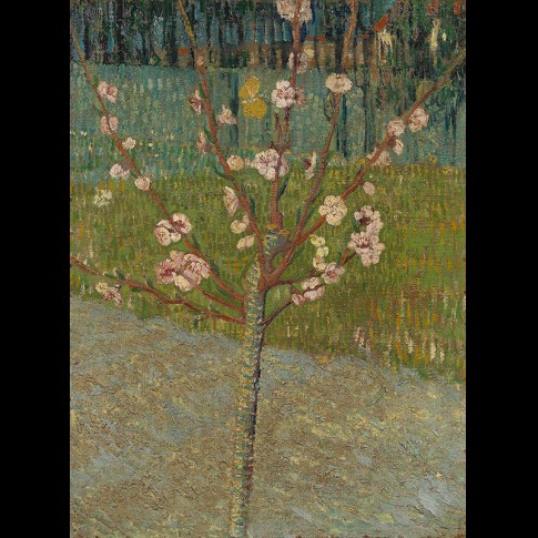 Van Gogh Giclée, Amandelboom in bloei