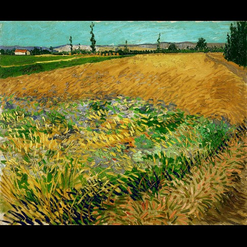 Van Gogh Giclée, Korenveld